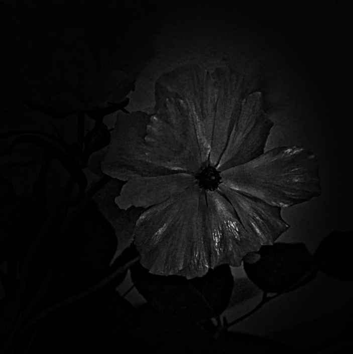 zwarte bloem zwarte bloem